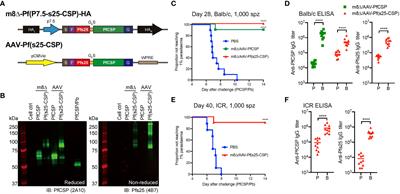 Sterile protection and transmission blockade by a multistage <mark class="highlighted">anti-malarial</mark> vaccine in the pre-clinical study